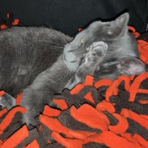 CLE Browns Colors "keep me safe and warm" fleece boa bed for cats and/or dogs - Picture 6 of 9